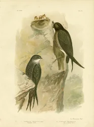 Australische gierzwaluw of vorkstaartgierzwaluw, 1891